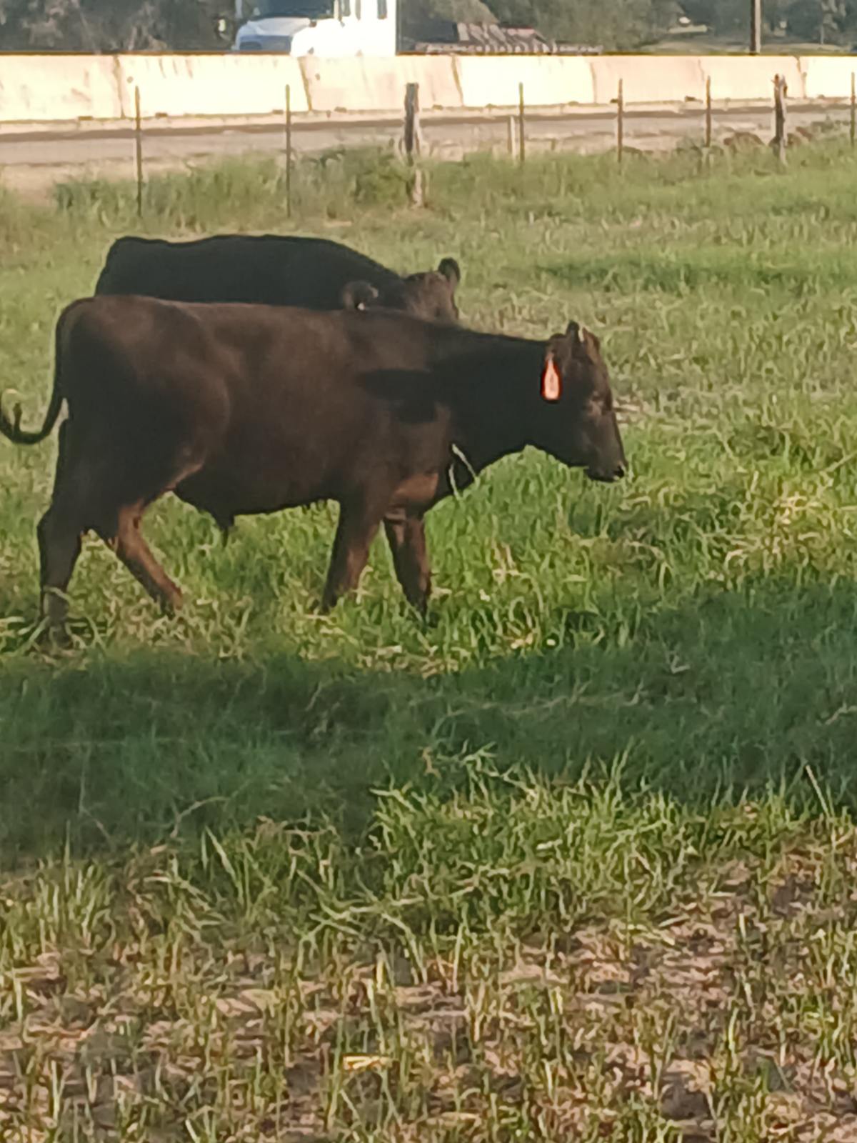 Registered 100% Full-Blood Japanese Wagyu Bull Calves